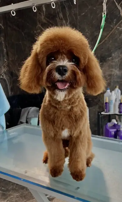 Chic Doggo