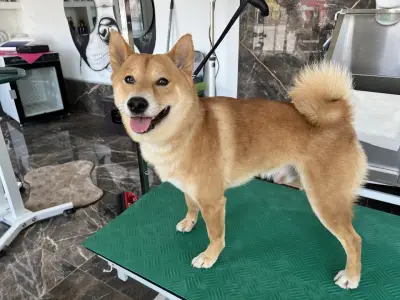 Chic Doggo