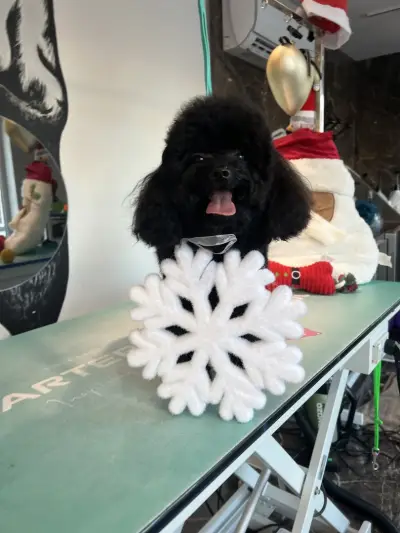 Chic Doggo