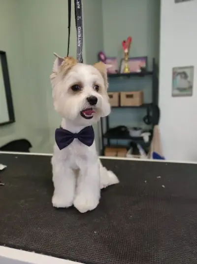 The Groomery Shop