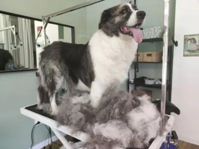 The Groomery Shop