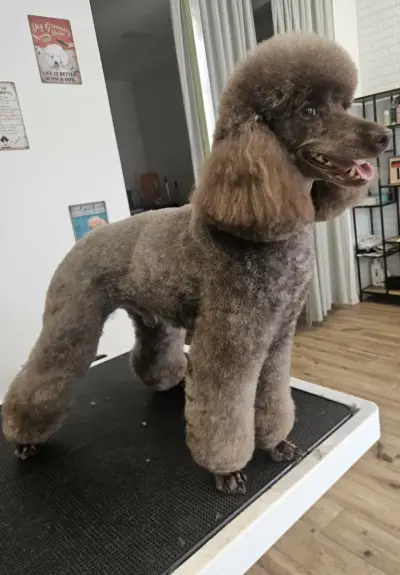 The Groomery Shop