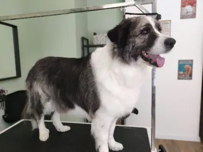 The Groomery Shop