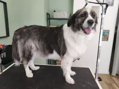 The Groomery Shop