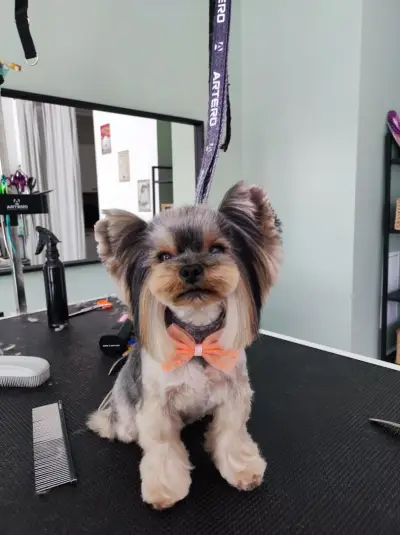 The Groomery Shop