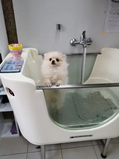 Felix dogs І Рязане на нокти І Почистване на уши и зъбен камък І Къпане І Сушене и Подстригване