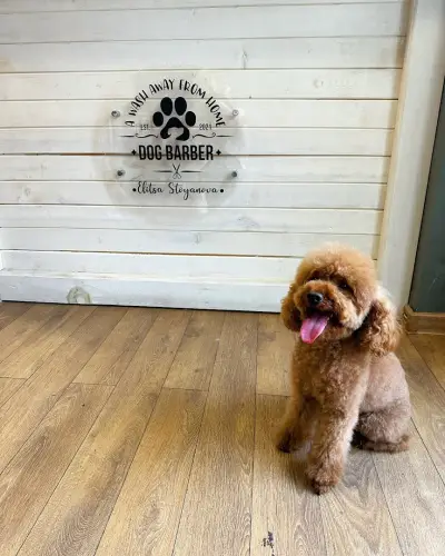 Dog Barber
