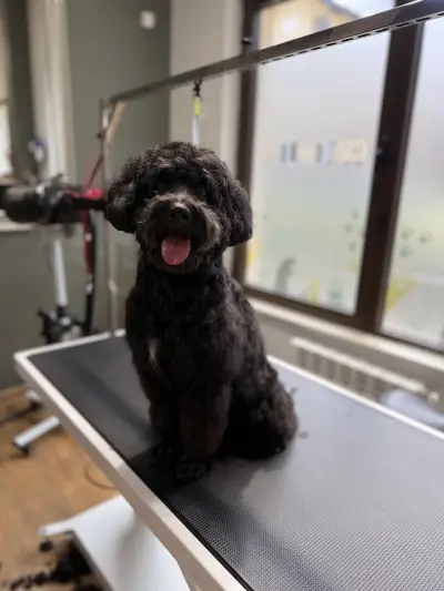 Dog Barber