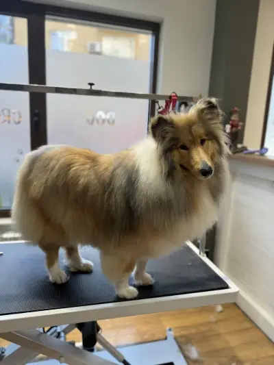 Dog Barber