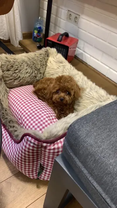 Dog Barber