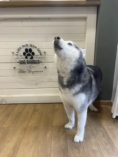 Dog Barber