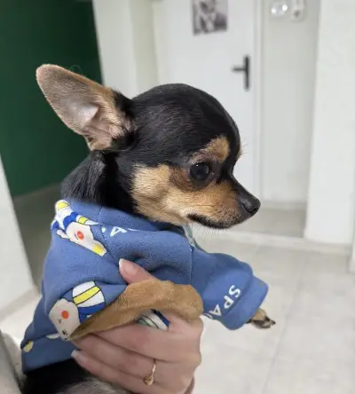 Lexy Grooming Salon