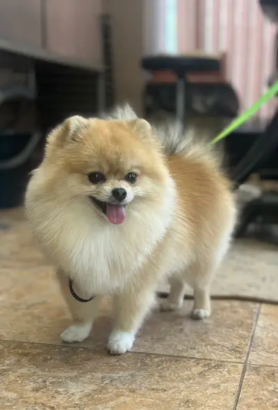 Пет Бюти Грум салон, Pet Beauty Groom