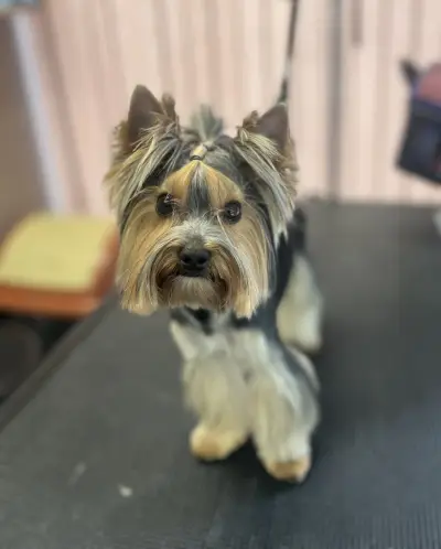 Пет Бюти Грум салон, Pet Beauty Groom