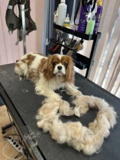 Пет Бюти Грум салон, Pet Beauty Groom