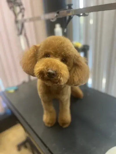 Пет Бюти Грум салон, Pet Beauty Groom