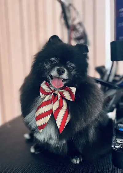Пет Бюти Грум салон, Pet Beauty Groom