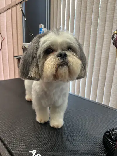 Пет Бюти Грум салон, Pet Beauty Groom