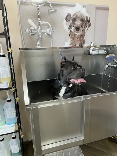 CANE Grooming & SPA