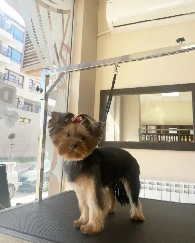 CANE Grooming & SPA