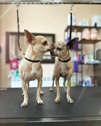 CANE Grooming & SPA