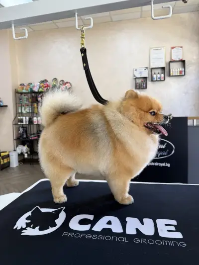 CANE Grooming & SPA