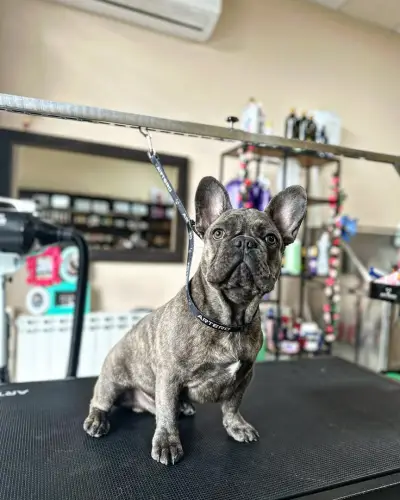 CANE Grooming & SPA