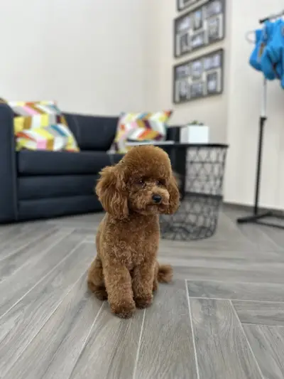 CANE Grooming & SPA