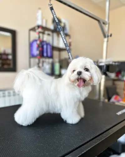 CANE Grooming & SPA