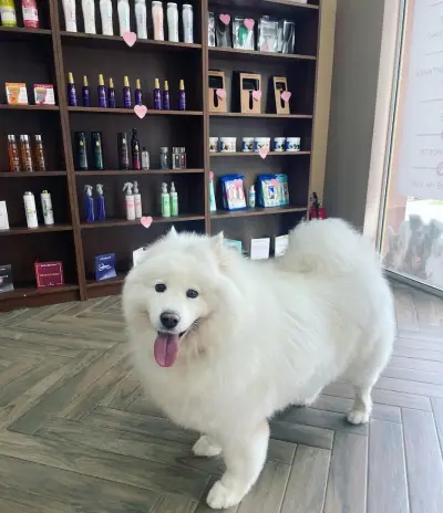 CANE Grooming & SPA
