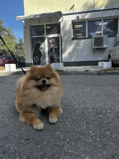 Kuche Ninja