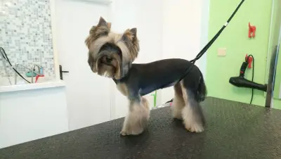 Kuche Ninja