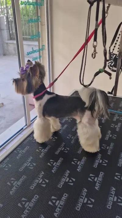 Kay.Samurai grooming salon
