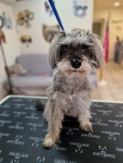 Kay.Samurai grooming salon