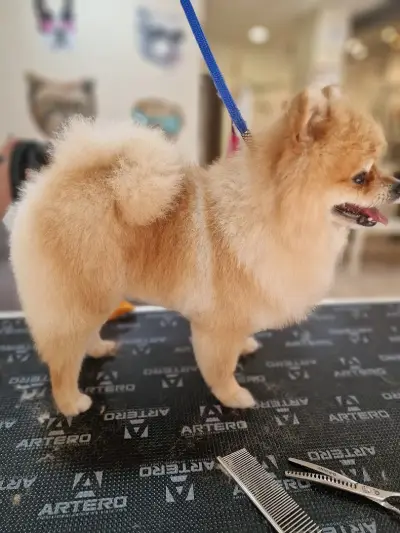 Kay.Samurai grooming salon