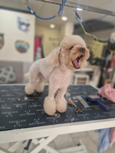 Kay.Samurai grooming salon