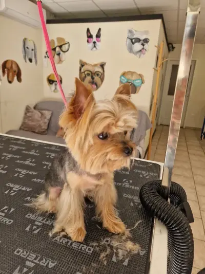 Kay.Samurai grooming salon