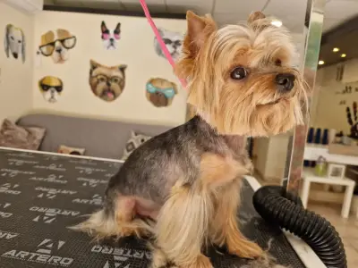 Kay.Samurai grooming salon
