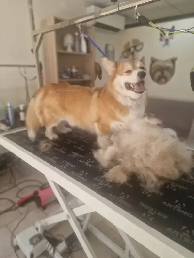 Kay.Samurai grooming salon