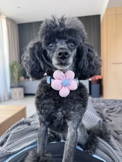 AJ Grooming