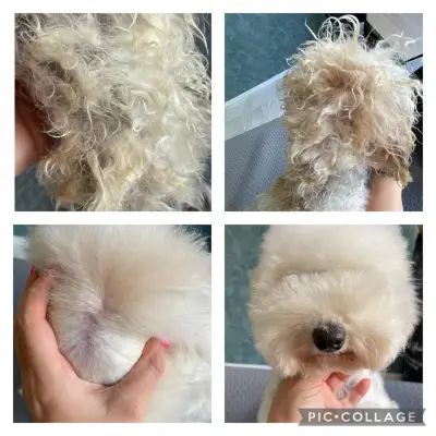 AJ Grooming