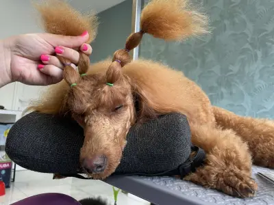 AJ Grooming