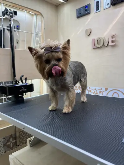 Paw-Paw Grooming Salon On Wheels