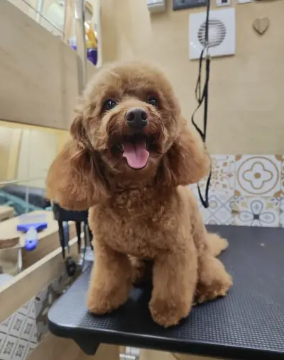 Paw-Paw Grooming Salon On Wheels