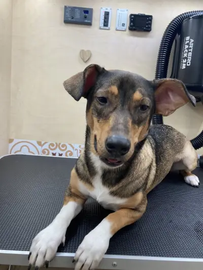 Paw-Paw Grooming Salon On Wheels