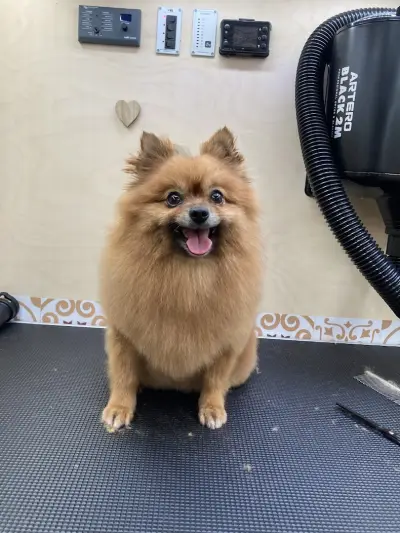Paw-Paw Grooming Salon On Wheels