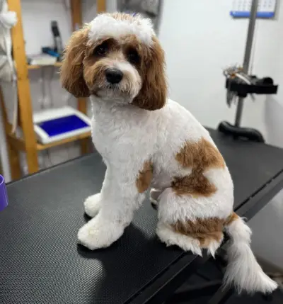 Dog Sense Grooming І Фризьорски салон за кучета І София