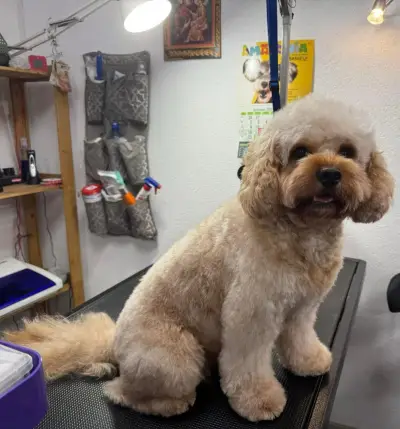 Dog Sense Grooming І Фризьорски салон за кучета І София