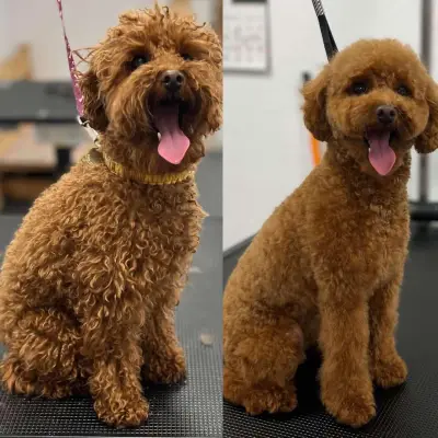 Dog Sense Grooming І Фризьорски салон за кучета І София