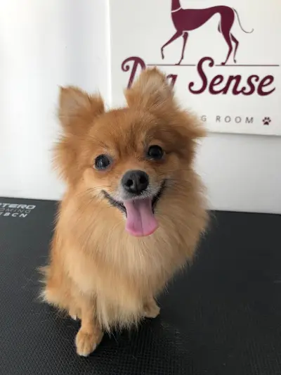 Dog Sense Grooming І Фризьорски салон за кучета І София